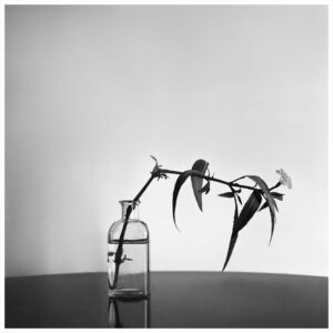 Rahgozar - photograph: a flowering stem in a glass bottle
