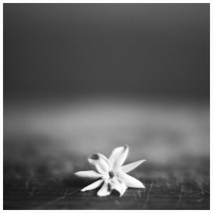 Rahgozar - photograph: a white flower on a wooden surface